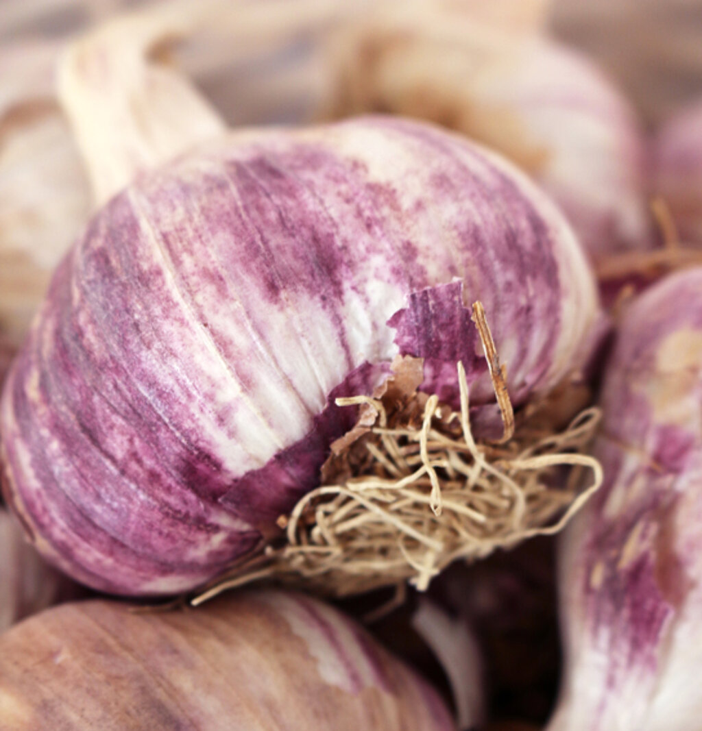 Knoblauch selber pflanzen: Nahaufnahme einer Knoblauchknolle