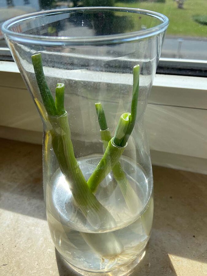 Gemüse vermehren Regrowing Frühlingszwiebel