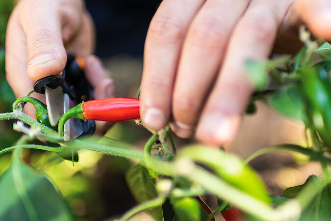 Chilis auf dem Balkon anbauen