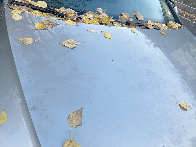 Auto selbst waschen Vorreinigung – Motorhaube liegt voller Laub, Blätter, die zuerst abgefegt werden sollten.