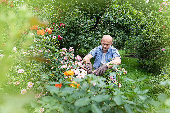 Mann schneidet Rosen mit Spezialhandschuhen
