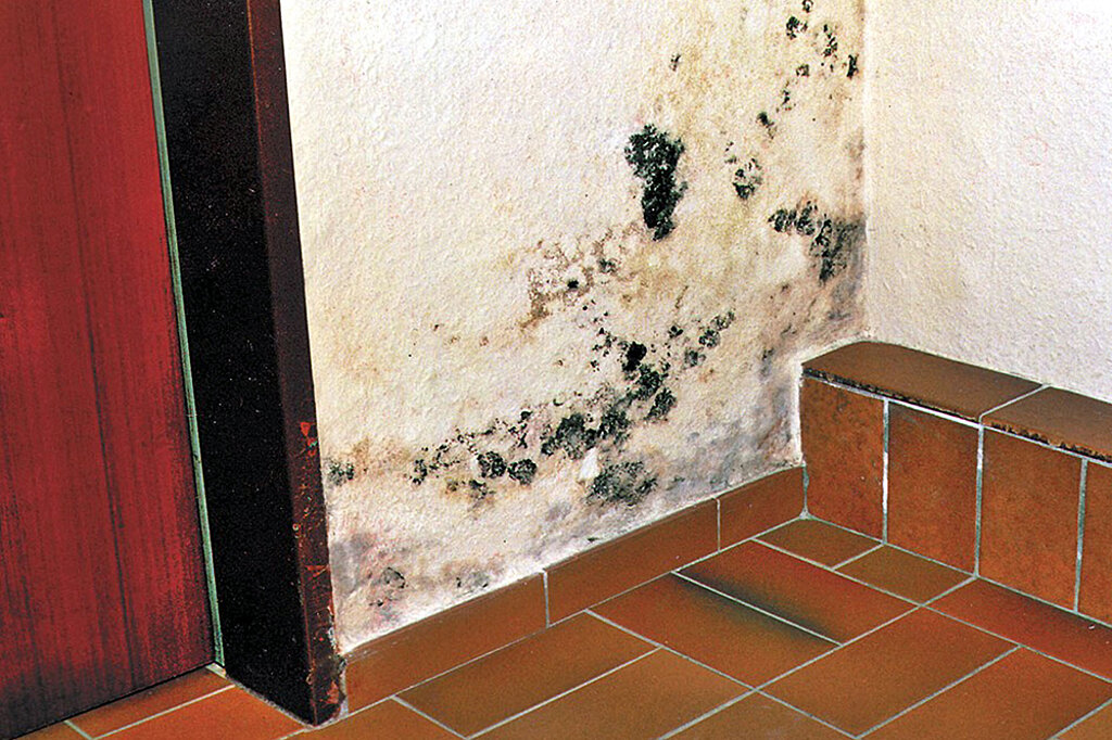 Schimmel Treppe
