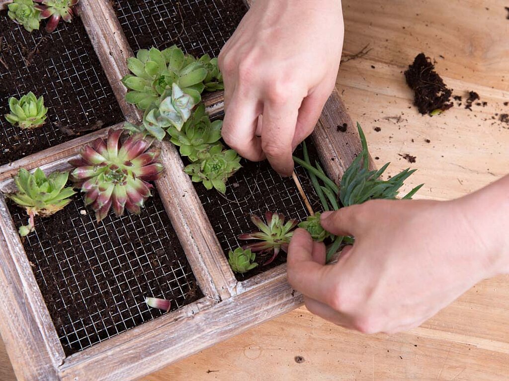 Garten Bild Rahmen Pflanzen bepflanzen Erde 