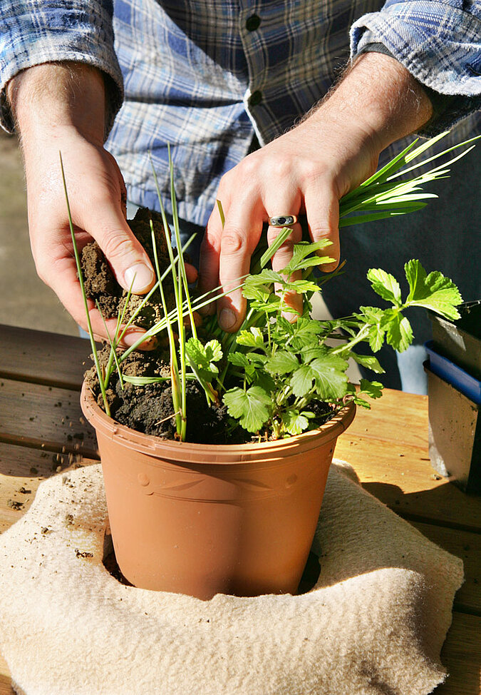 diyacad schwimminsel gartenteich bepflanzen 03