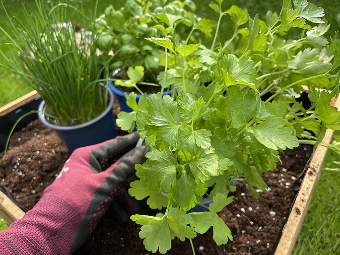 Mini-Hochbeet aus Obstkiste Kräuter