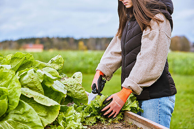 Gemüsegarten richtig planen