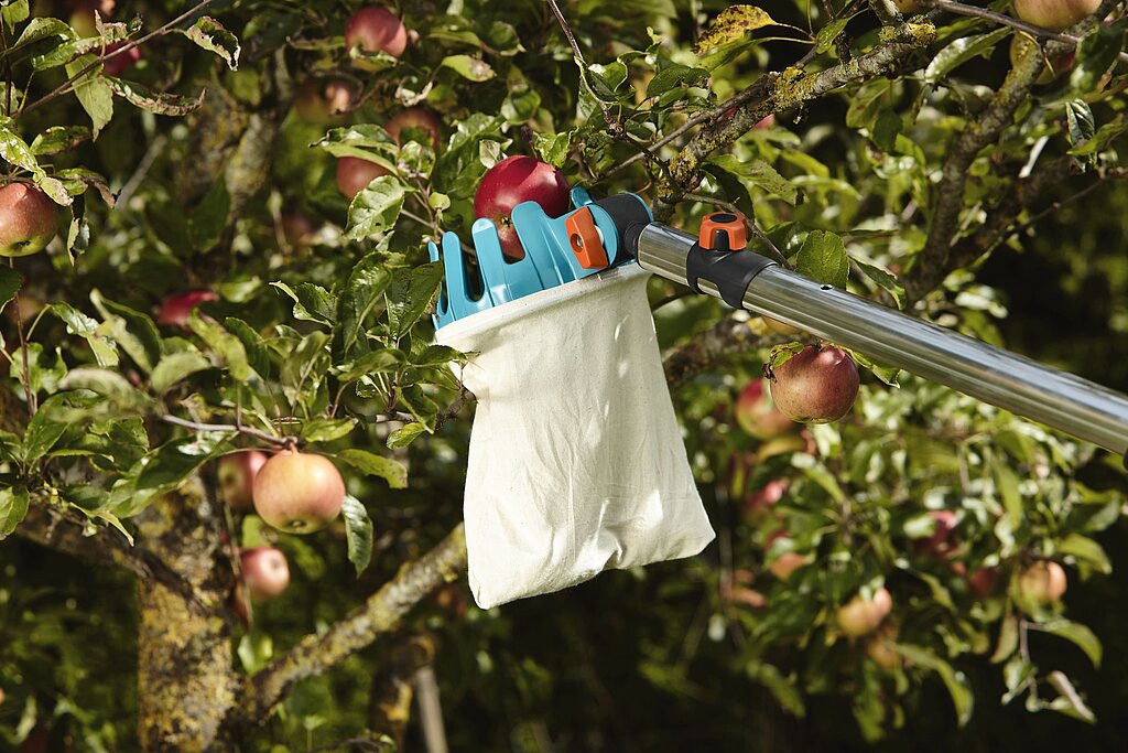 Tipps zur Apfelernte: Nahaufnahme eines Apfelpflückers im Baum