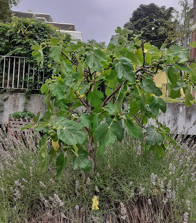 Feigenbaum