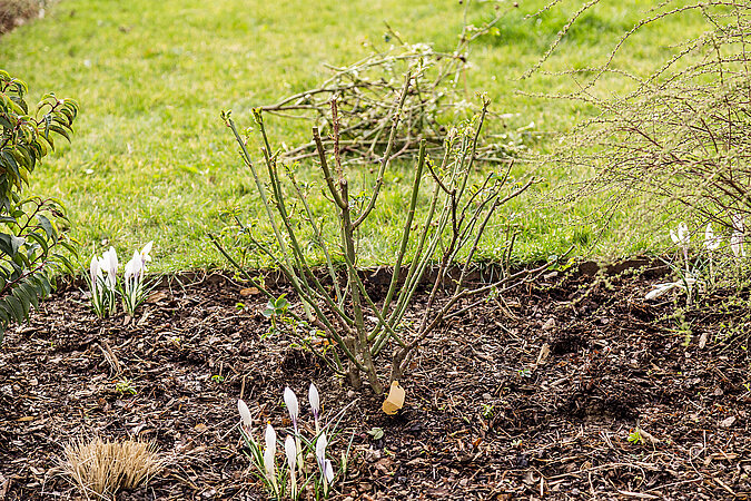 Frisch gestutzter winterlicher Rosenstrauch im Beet