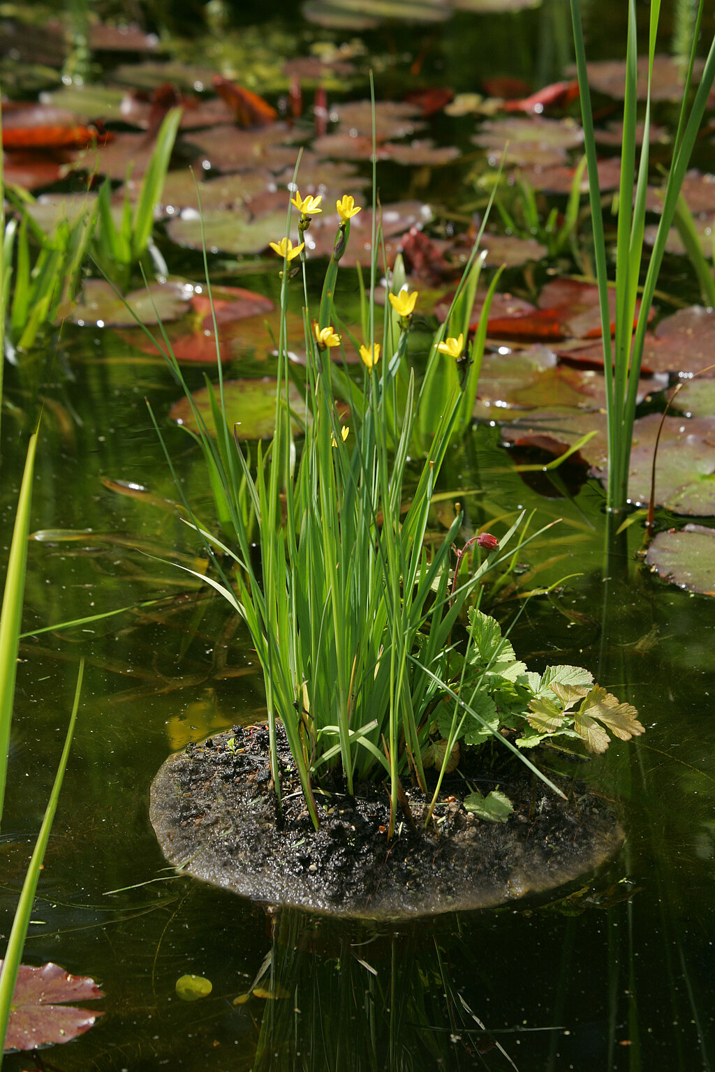 Gartenteich anlegen und pflegen