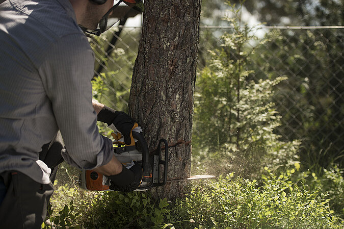 Nachhaltiger Weihnachtsbaum: Tipps für Kauf und Entsorgung – Weihnachtsbaum wird direkt im Wald nachhaltig gefällt, um regionale Forstwirtschaft zu unterstützen