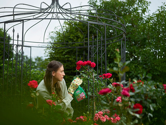 Frau sprüht Rosendünger auf Rosenstrauch