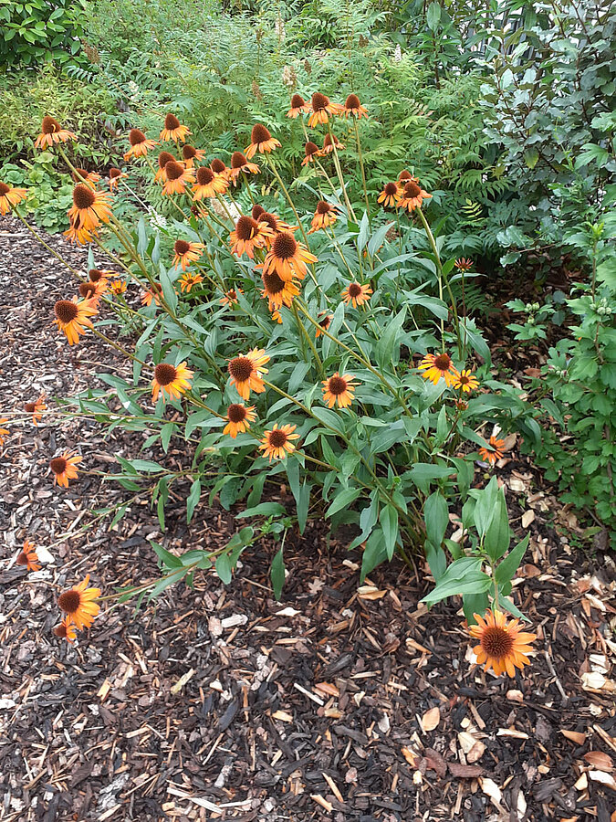 gemulchtes Beet mit orangenen Blumen
