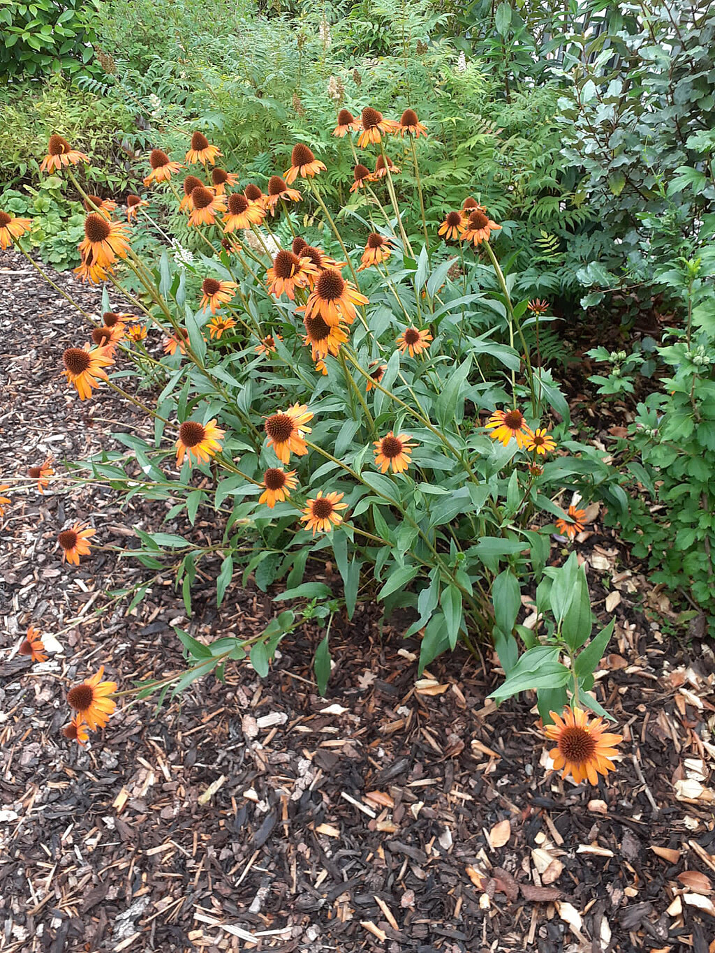 Gartenarbeiten Frühling: Stauden im Gartenbeet nach dem Winter zurückschneiden und auf die neue Gartensaison vorbereiten