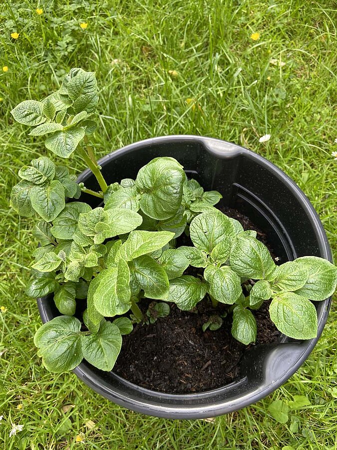 Gemüse vermehren Regrowing Kartoffel