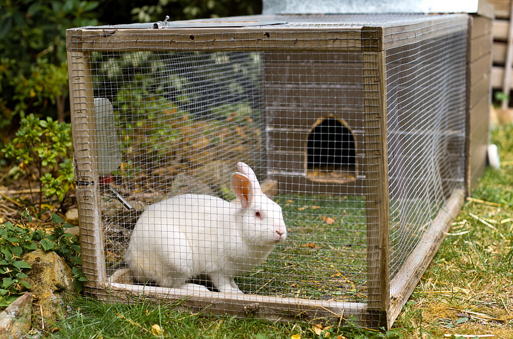 Kaninchen im Kleintiergehege