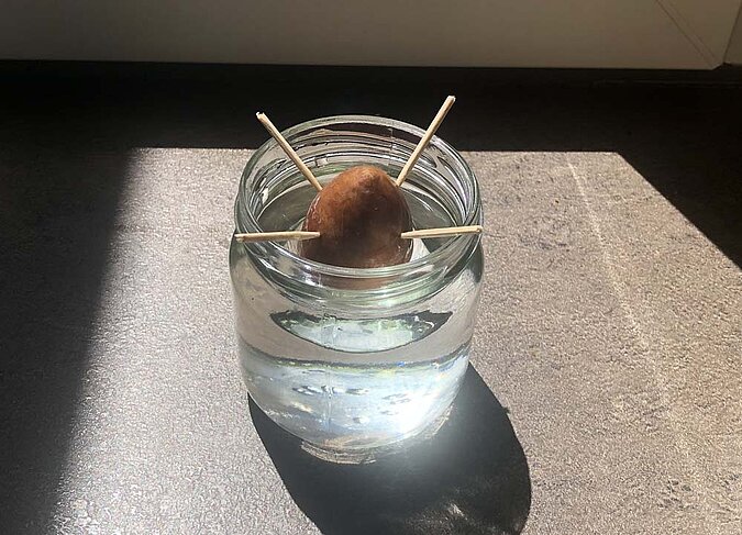 Gemüse Regrow Avocado