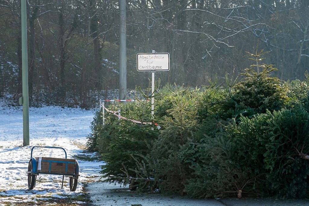 Weihnachtsbäume sammeln entsorgen