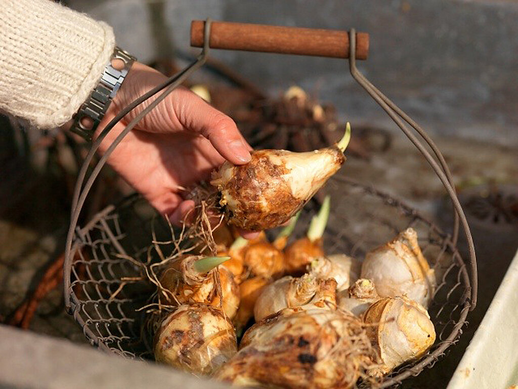 zwiebeln ibulb 01
