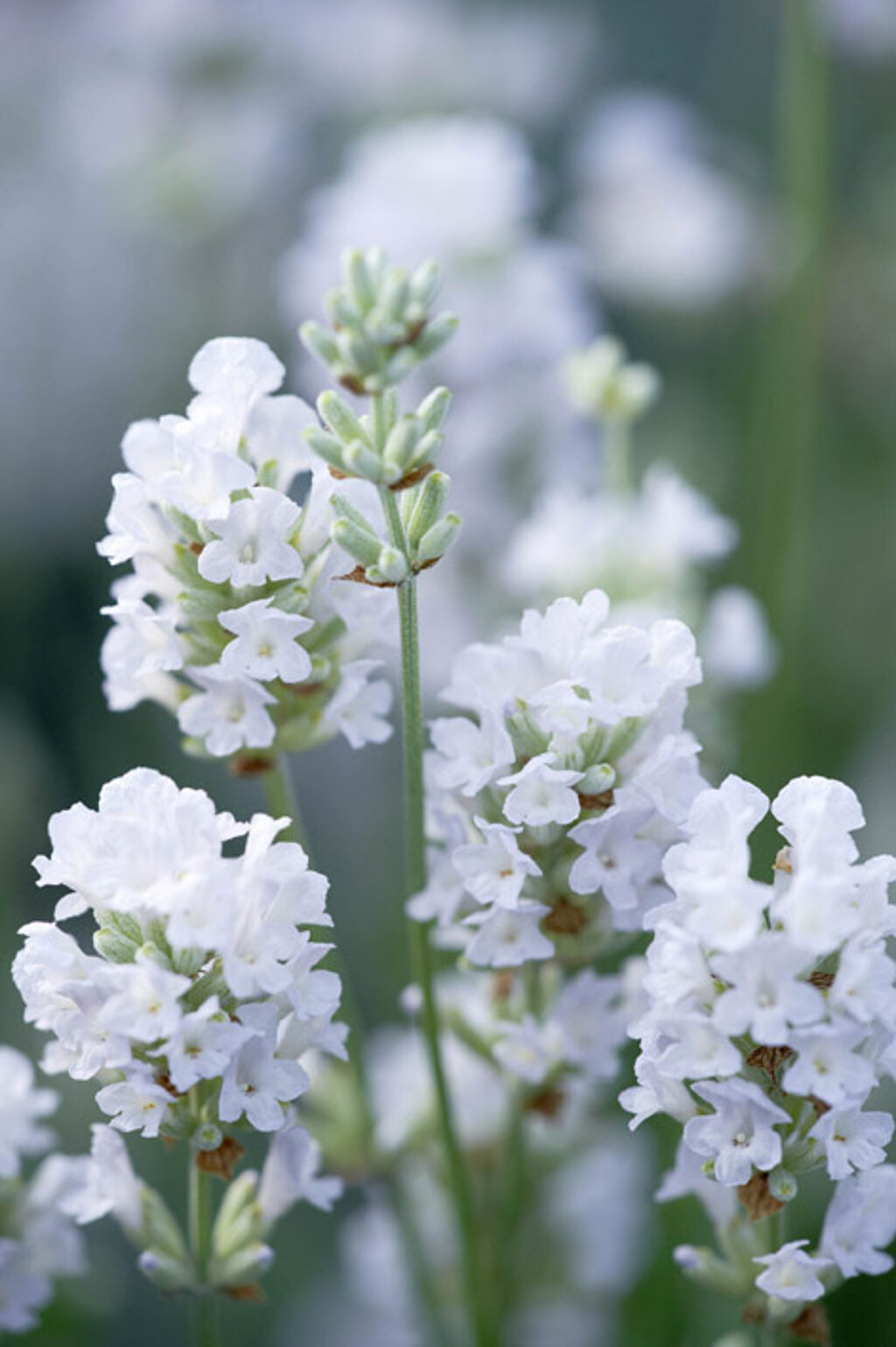 Lavendelblüten
