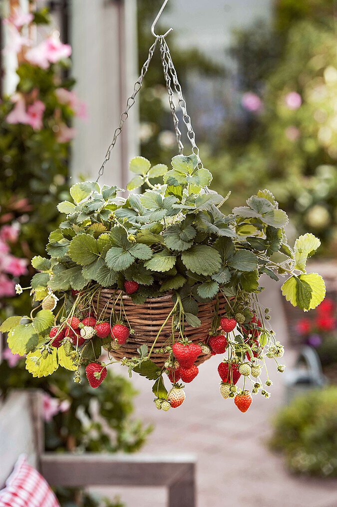 Erdbeeren in Blumenampeln pflanzen