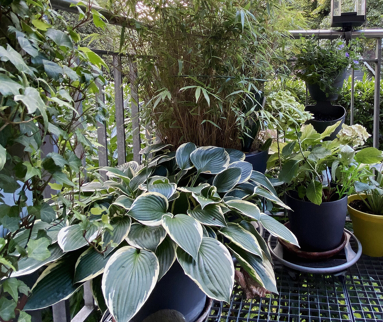 Balkon optimal bepflanzen für mehr Klimaschutz