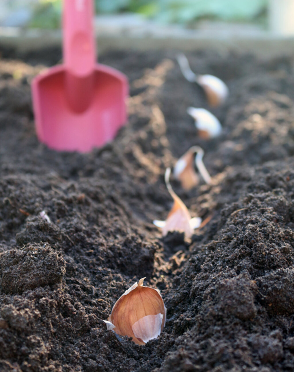 Knoblauch selber pflanzen: Nahaufnahme von eingepflanzten Knoblauchzehen