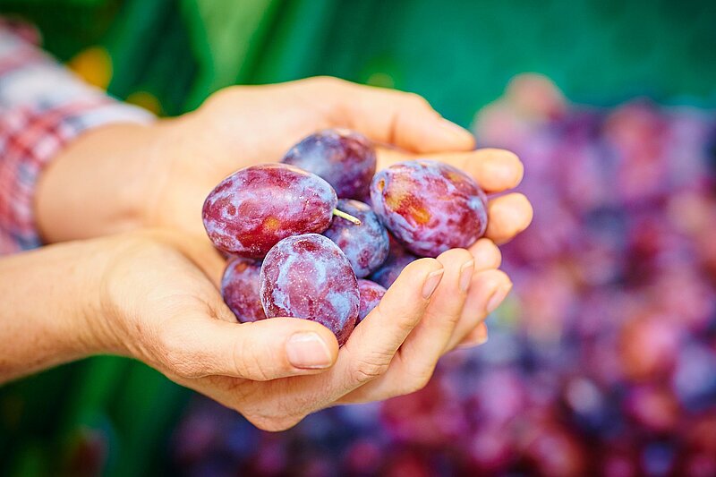 Quetschen ernten und zubereiten
