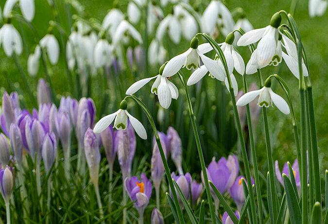 Schneegloeckchen und Krokusse bluehen auf einer Wiese