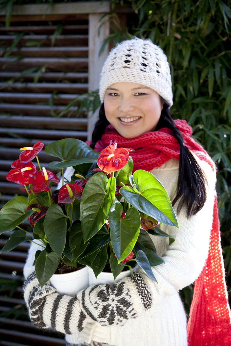 Pflanze Anthurie Weihnachten 