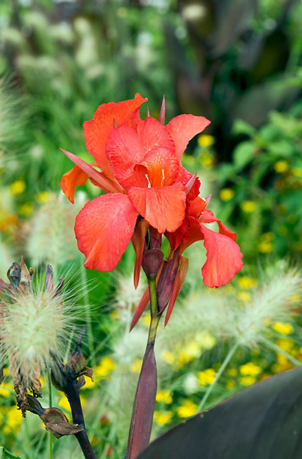 Indisches Blumenrohr Canna