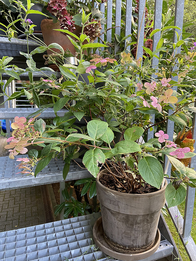 Pflanztopf auf dem Balkon
