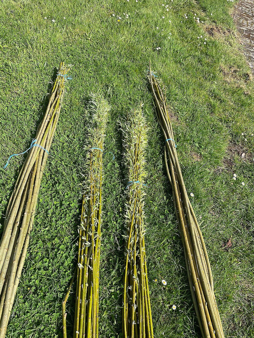 Tipi aus Weiden bauen mit vorbereiteten Weidenruten-Bündeln als Bausatz, bereit für die Pflanzung und Konstruktion im Garten