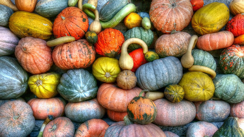 Bunte Kürbisse