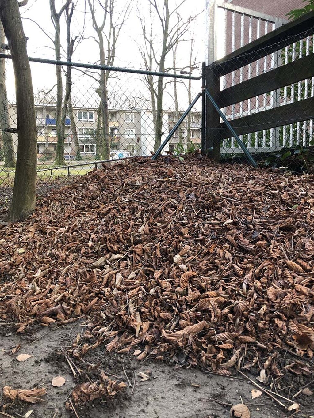 Laub Haufen Igel