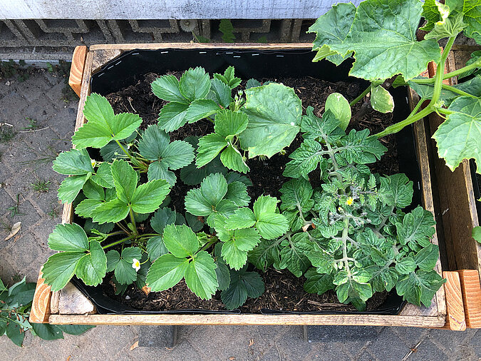 DIY Academy Obstkisten Hochbeet einfach bepflanzt