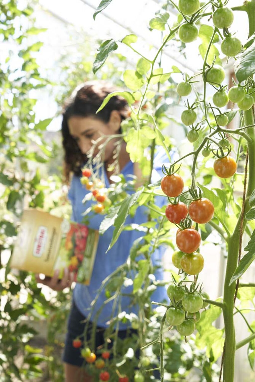 Tomaten pflanzen – Frau düngt Tomatenpflanzen im Gewächshaus während reife rote Tomaten an der Pflanze hängen