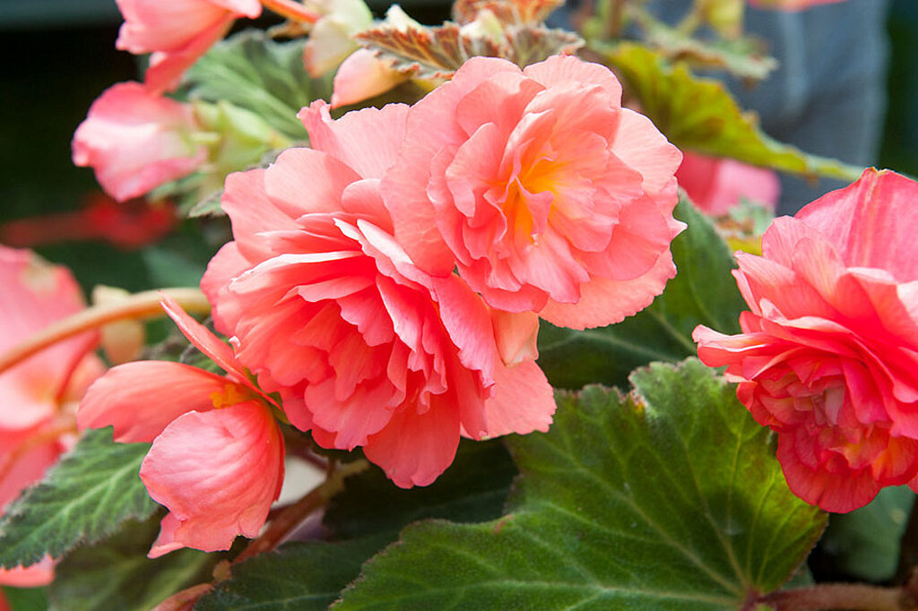 Begonie Blume Blüten