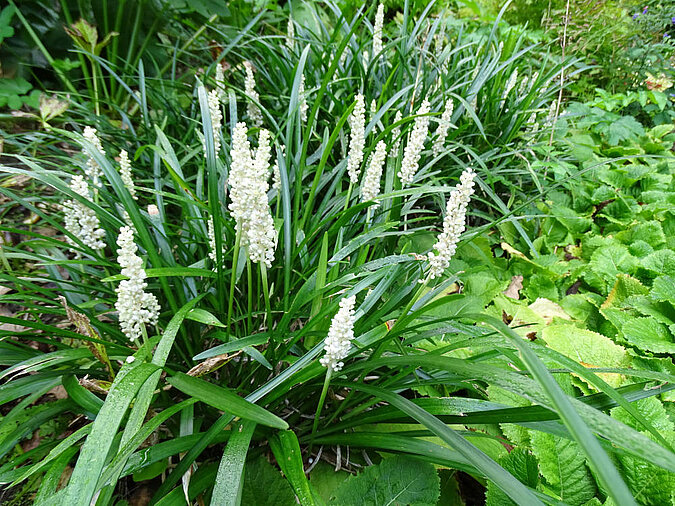 Alternative Buchsbaum Lilientraube