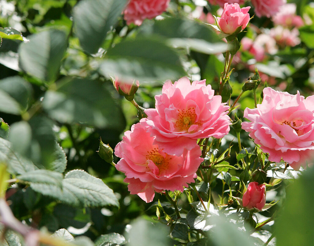Rosarote Rosen an einem Strauch