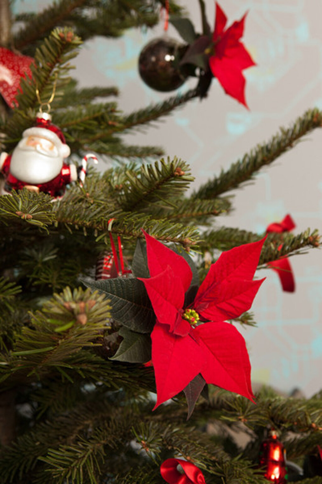 Weihnachtsstern als Deko