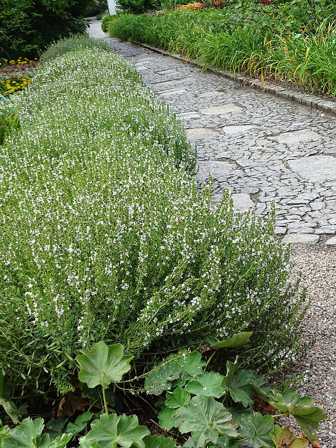Alternative Buchsbaum Bergminze