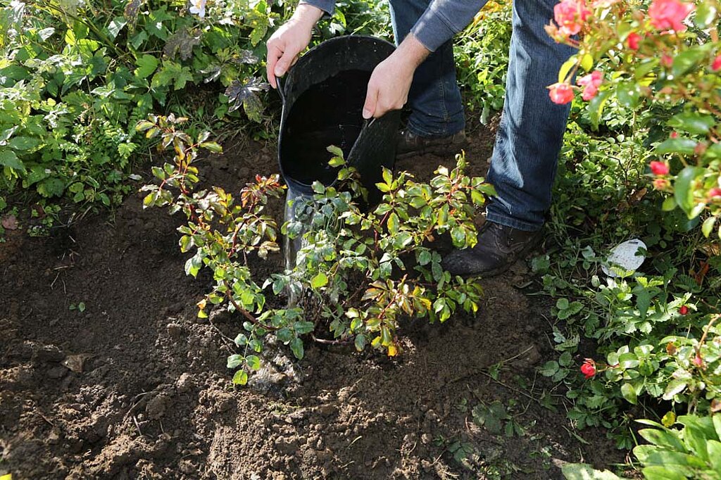 Rosen pflanzen Erdwall