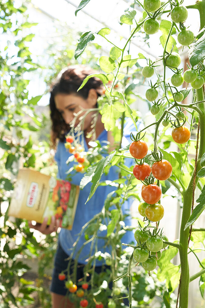 Gärtnern ohne Torf beim Anbau von Tomaten im Gewächshaus, Person gießt Gemüsepflanzen mit torffreier Erde für nachhaltigen Gemüseanbau