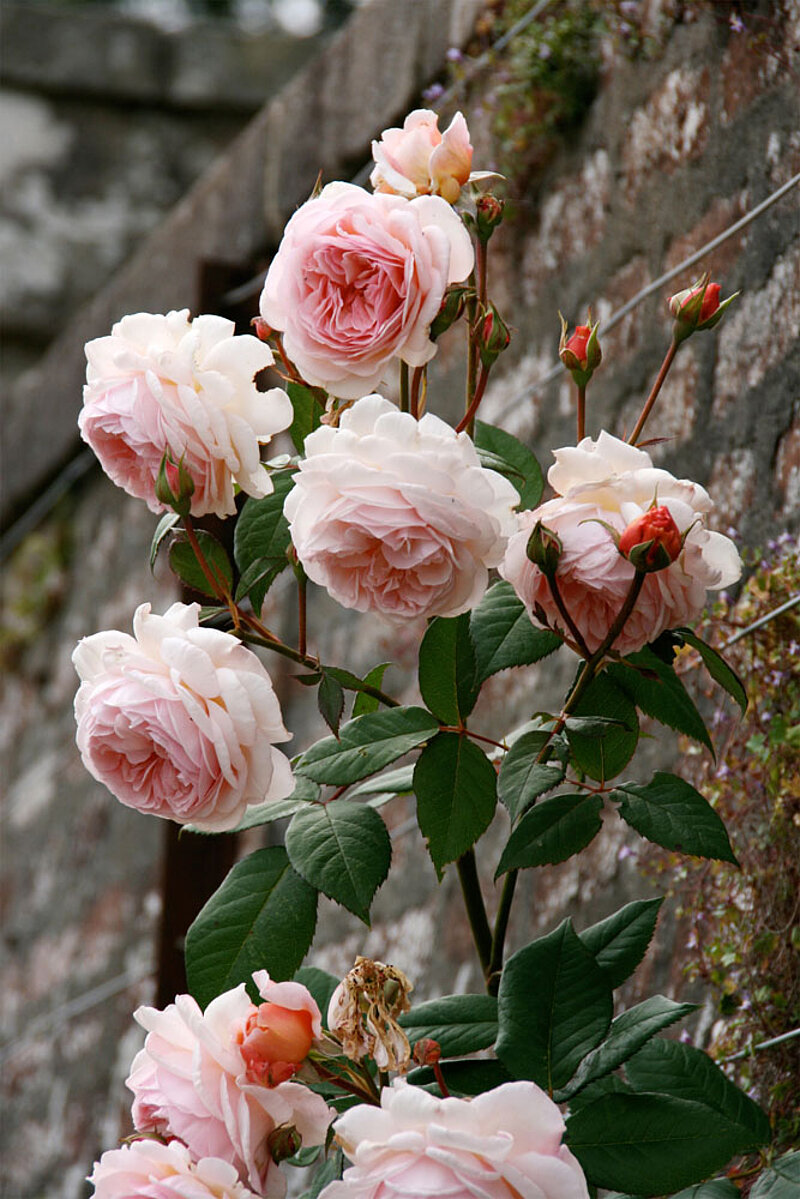 Rosen pflanzen