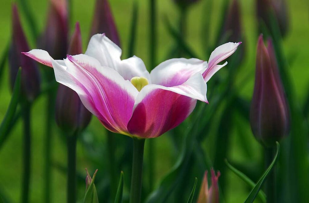 Tulpen Blumenzwiebeln 