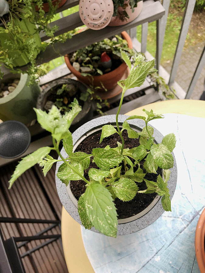 Gemüse Regrow Minze