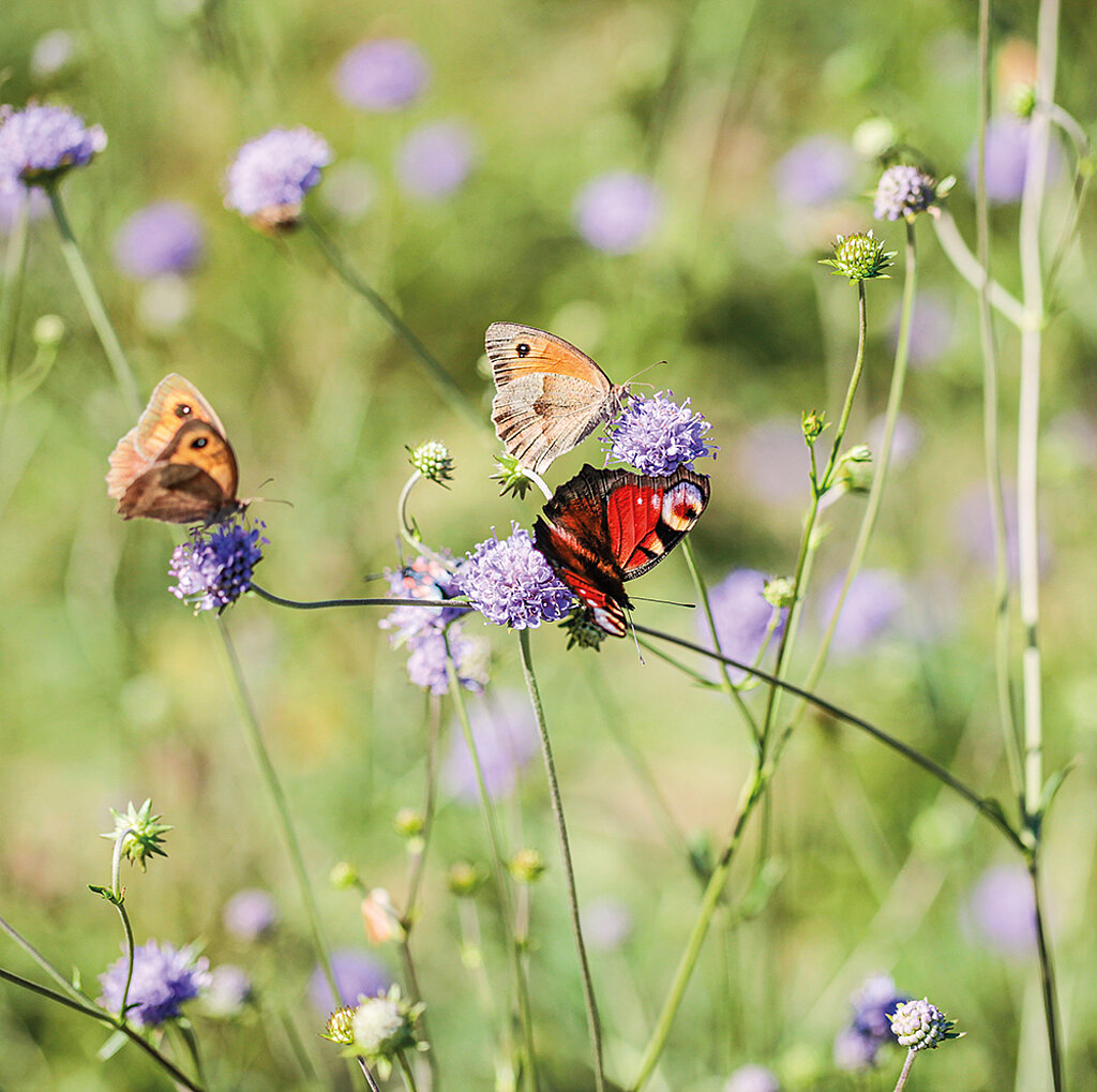 Blumenwiese mit Schmetterling