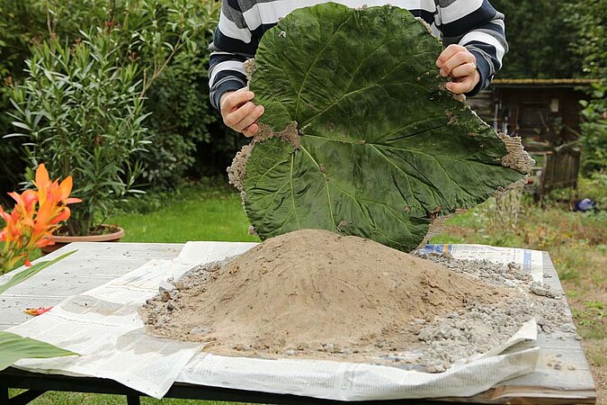 Vogeltränke Beton Blatt abnehmen