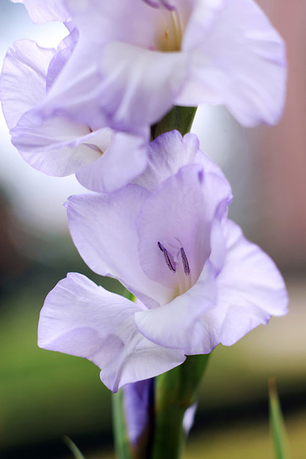 Gladiole Blüte Blume 